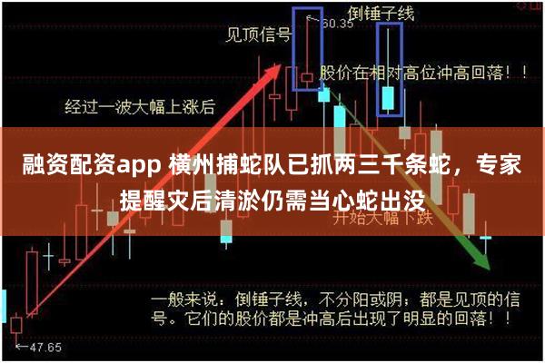 融资配资app 横州捕蛇队已抓两三千条蛇，专家提醒灾后清淤仍需当心蛇出没