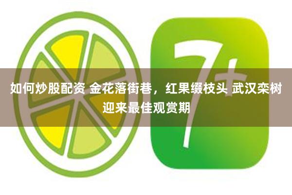 如何炒股配资 金花落街巷，红果缀枝头 武汉栾树迎来最佳观赏期